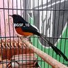 bgsf_10