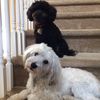 crazydogs4075