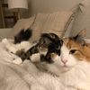sophie.and.callie
