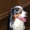darttheaussie