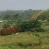 sitirahmahahmad84