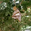 sfulftah478