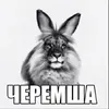 cheremsha0123