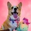 hayleythehappycorgi