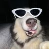 The Lee Huskiez