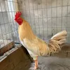 Dai _phu_8668