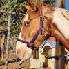 rustyhearthorserescue