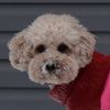 koko_the_cavapoo