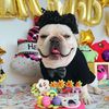 gglilapet