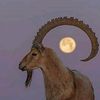 نـوره اليامي|al‚yami