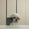 callmyms