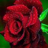 raihanh1234