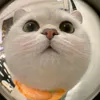 junnie_ca
