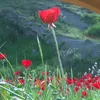 talpyasin