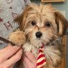 harrypuppers