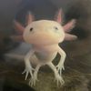 7brew_axolotl