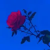izzreal_kpl