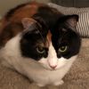 minniecat2021