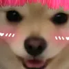 cottoniechan