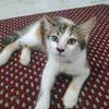 awwkwkwk4