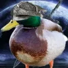 mallard250