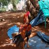 farhan_9178