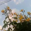 nguyentthaoht