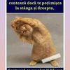 dacogetul1