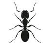 neurodiverge_ant
