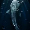 whaleshark420
