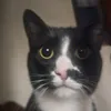 doraddlv