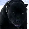 serko.2011mail.ru