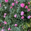 blume0221