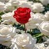 .khalid.k3