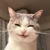 catcute