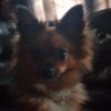 dogandlyrics
