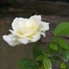 mursalinaa3