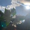 sheizu_gaming
