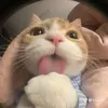 _.meowmeoww._