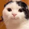 Vy