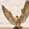 khaledalotaibi899