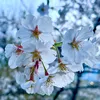 yurinchi04