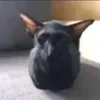sokvlxx