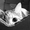 hytia._