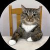 kittyterrorizer4