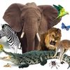 animality007