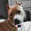 pitbullmama303218505