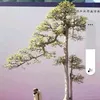 bonsai_quan