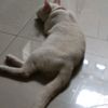 prasetyo_adi2301