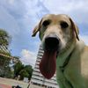 ah_chye_the_labrador